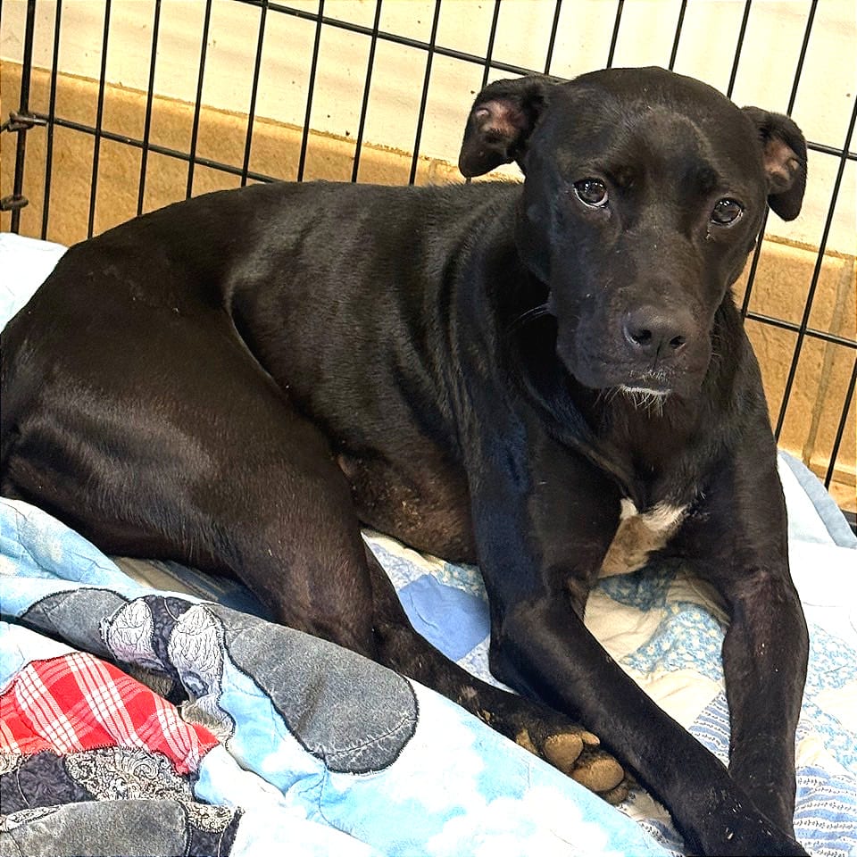 Photo of Piglet, adoptable Mixed Breed (Medium) in Chattanooga, Tennessee