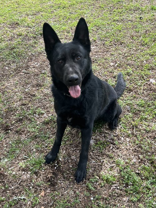 Photo of Azura (CL), adoptable German Shepherd Dog in Durham, North Carolina