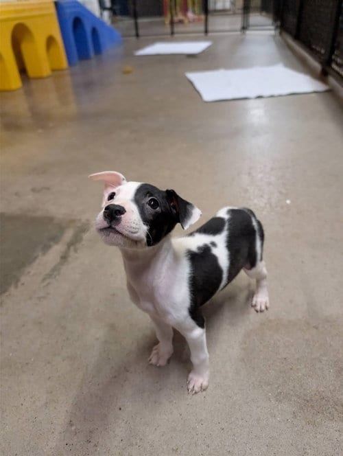Photo of Petunia (Available 10/19/2026), adoptable Terrier in Williamsburg, Iowa