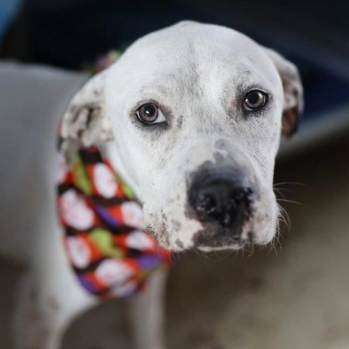 Photo of Junebug, adoptable American Staffordshire Terrier in San Antonio, Texas