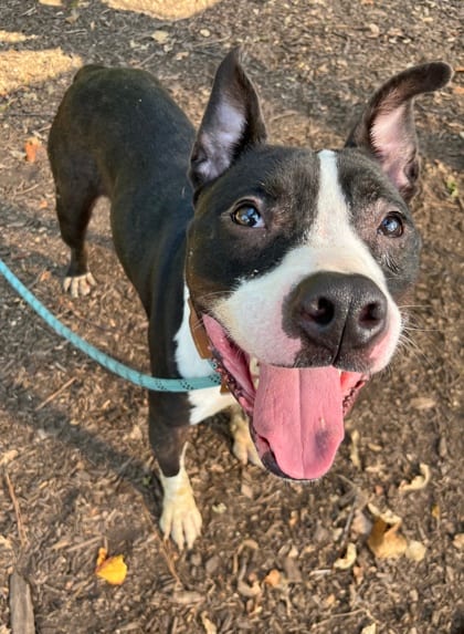 Photo of Bosley, adoptable dog in Chamblee, Georgia