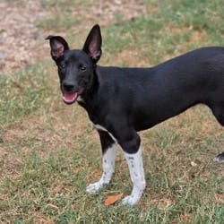 Photo of Sophie AL, adoptable Terrier (Unknown Type, Medium) Mixed Breed (Medium) in Hartford, Connecticut