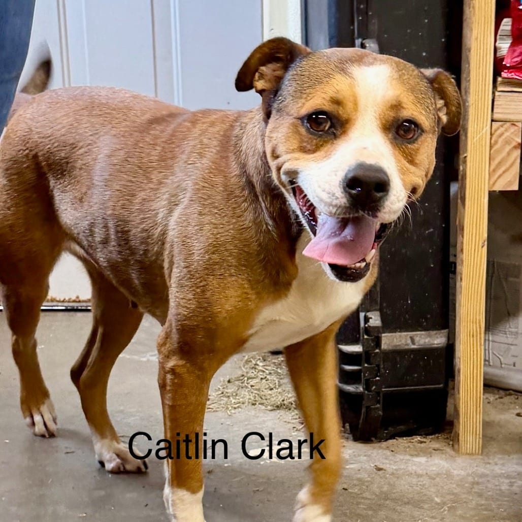Photo of Caitlin Clark, adoptable Shepherd in Houston, Texas