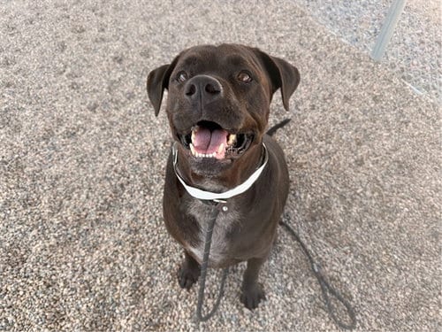 Photo of Wallen, adoptable Labrador Retriever in Mesa, Arizona