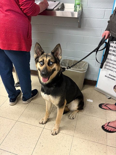 Photo of Beauty, adoptable German Shepherd Dog in Stockton, California