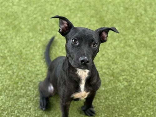 Photo of Locket, adoptable American Staffordshire Terrier in Waco, Texas