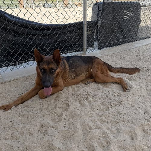Photo of Cali, adoptable German Shepherd Dog in Thousand Palms, California
