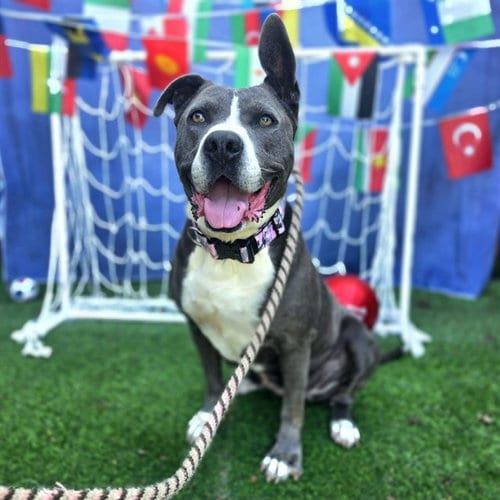 Photo of Fable, adoptable Pit Bull Terrier in Long Beach, California