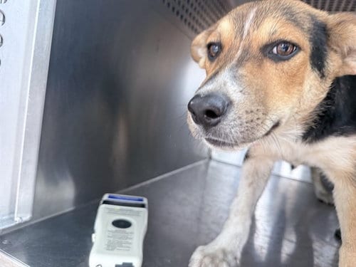Photo of Goblin, adoptable Australian Cattle Dog/Blue Heeler in Phoenix, Arizona