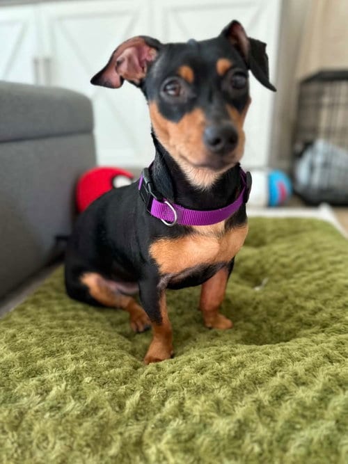 Photo of Mulan, adoptable Dachshund in Greenville, South Carolina