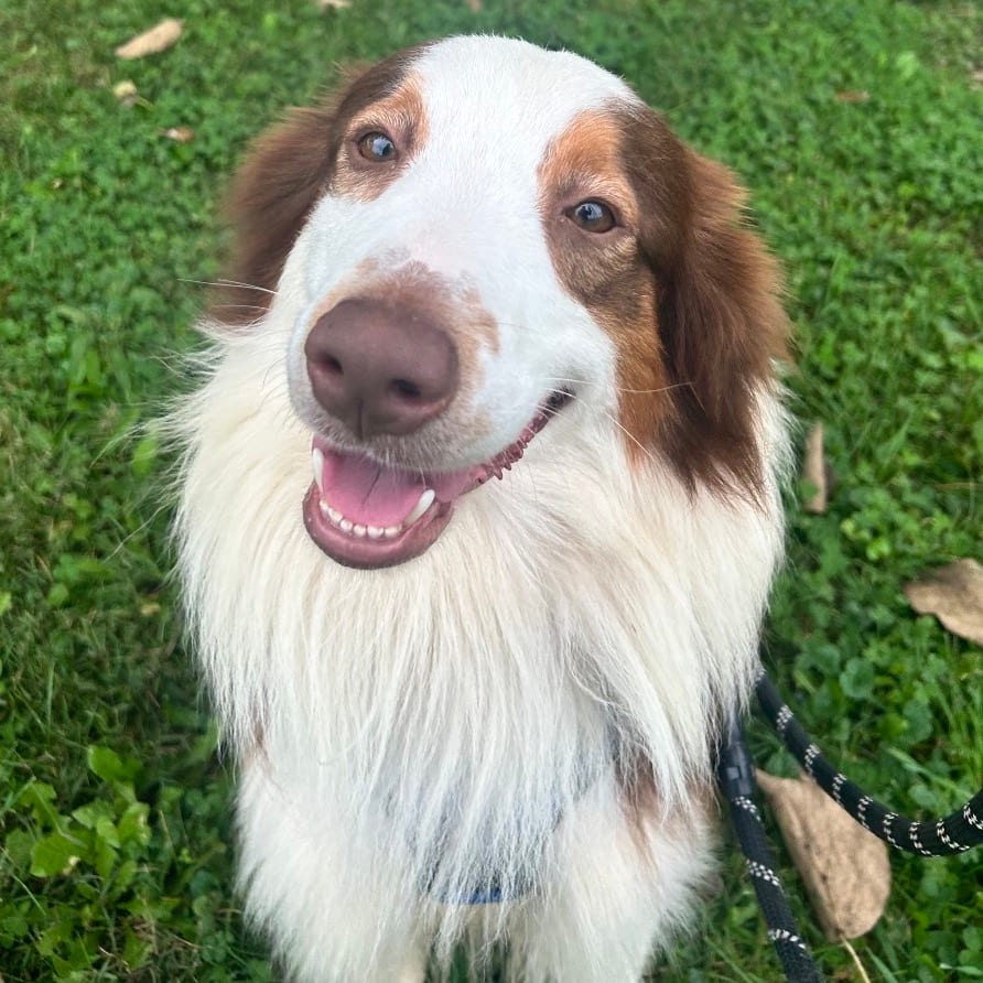 Photo of River, adoptable Collie, Border / Shepherd, Australian in Zanesville, Ohio
