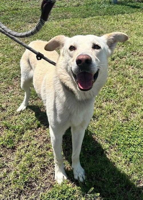 Photo of Jude, adoptable Terrier in Abbeville, Louisiana