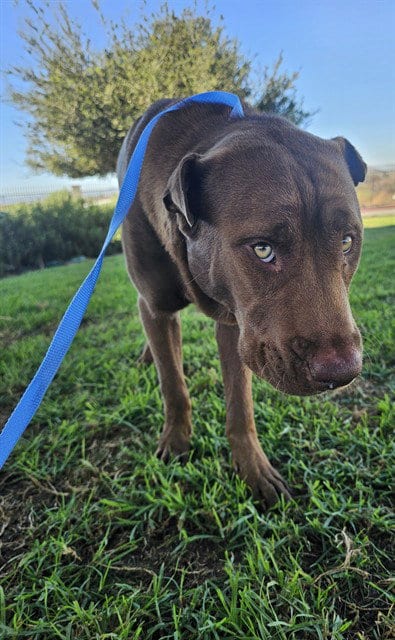 Photo of Kody, adoptable Labrador Retriever in Riverside, California