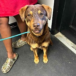 Photo of Rock, adoptable Rottweiler Husky in Washington, Georgia