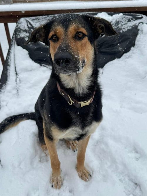 Photo of Fiyero, adoptable German Shepherd Dog in Holly Springs, North Carolina