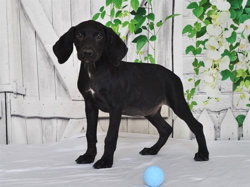Photo of Tracker, adoptable Weimaraner in Oroville, California