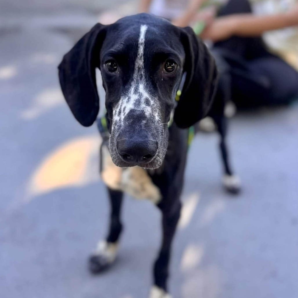 Photo of Finn - Chino Hills Location, adoptable Pointer / Mix