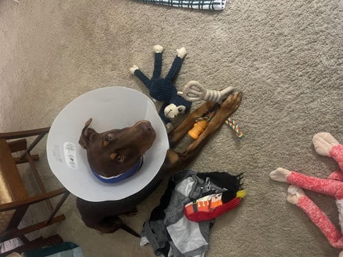 Photo of Diesel, adoptable Doberman Pinscher in San Diego, California