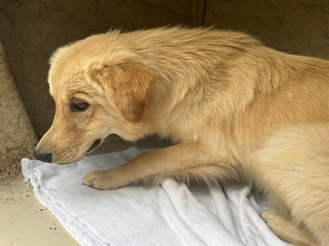 Photo of Mooch, adoptable Golden Retriever and Great Pyrenees in Oklahoma City, Oklahoma