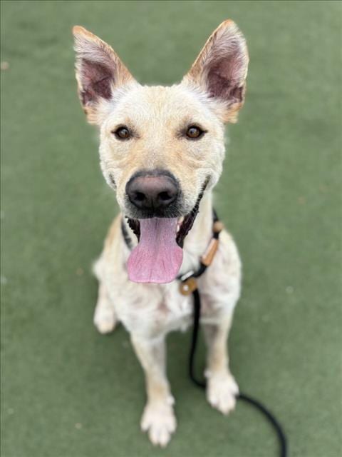 Photo of Pancho, adoptable German Shepherd Dog in Los Angeles, California