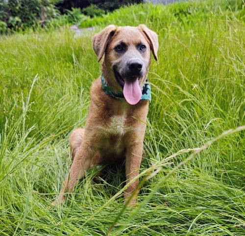 Photo of Dave, adoptable Labrador Retriever in Croydon, New Hampshire