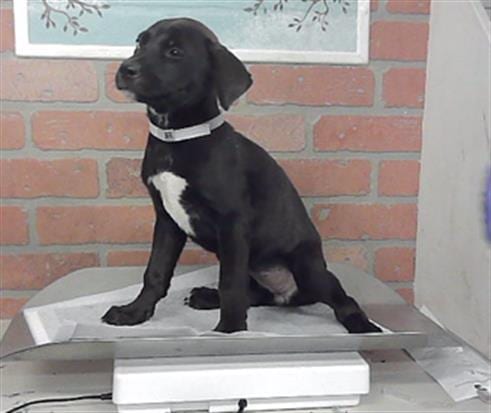 Photo of Fauna, adoptable Catahoula Leopard Dog in Houston, Texas
