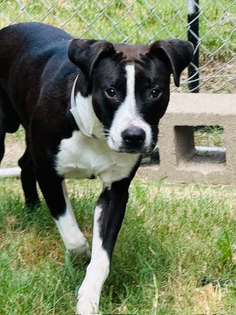 Photo of Vinny, adoptable Staffordshire Bull Terrier in Houston, Texas