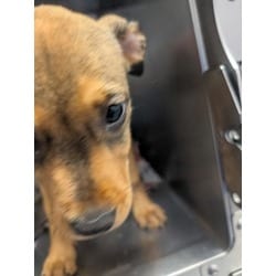 Photo of Bandit, adoptable Mixed Breed (Medium) in Baton Rouge, Louisiana