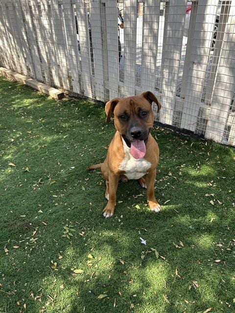 Photo of PJ, adoptable Boxer in Fremont, California