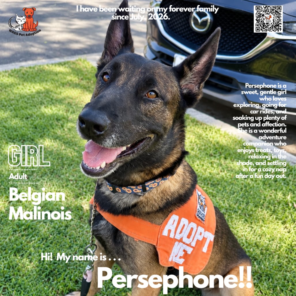Photo of Persephone, adoptable Malinois, Belgian / Shepherd in Westminster, California