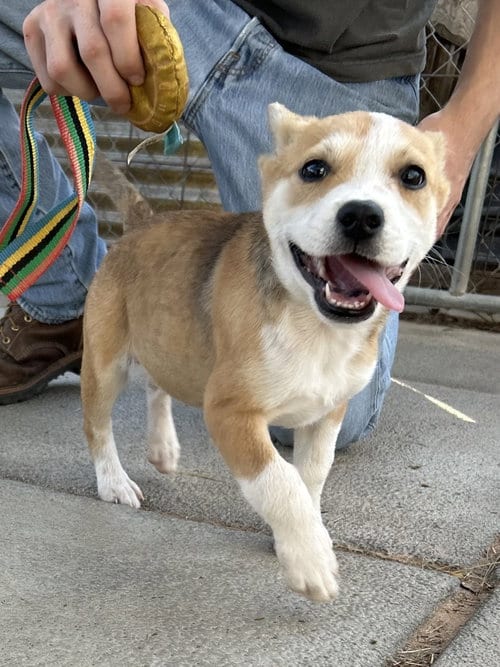 Photo of Mary, adoptable Terrier in Sheridan, Texas