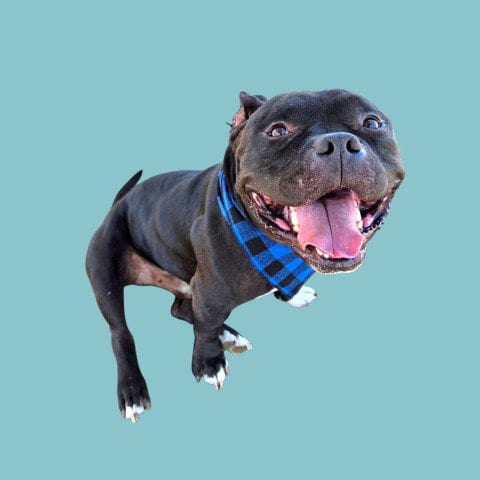 Photo of Cannoli, adoptable American Staffordshire Terrier in Bakersfield, California