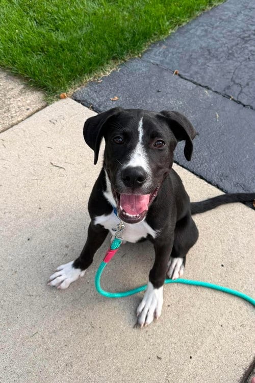 Photo of Judo, adoptable Labrador Retriever in Gilberts, Illinois