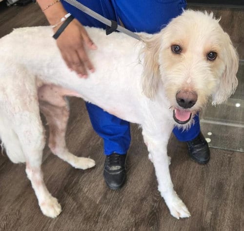 Photo of Noodles, adoptable Poodle (Standard) in San Antonio, Texas