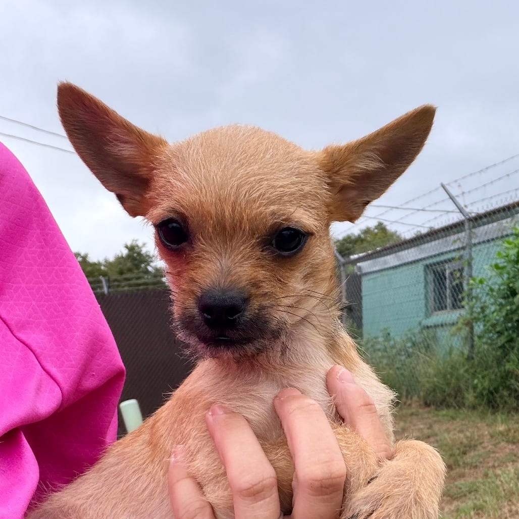 Photo of Poncho, adoptable Chihuahua in Columbus, Georgia