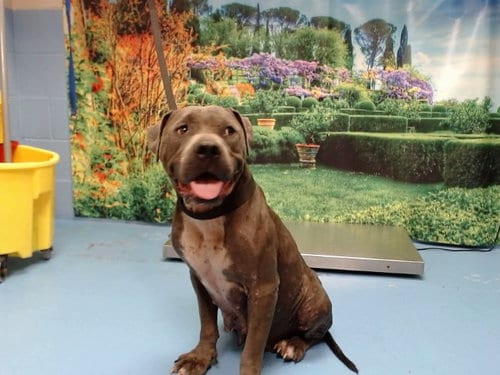 Photo of Blume, adoptable Pit Bull Terrier in Moreno Valley, California