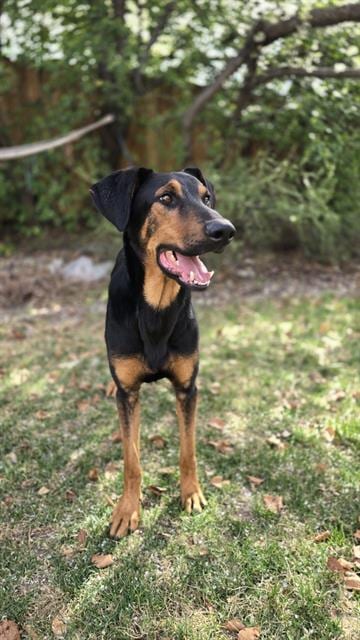 Photo of Jim, adoptable Doberman Pinscher in West Valley, Utah