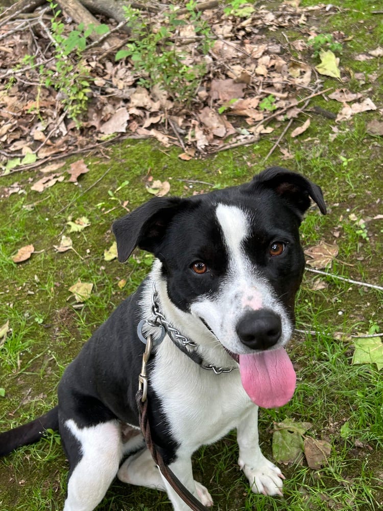 Photo of Sunshine, adoptable Labrador Retriever in Linton, Indiana