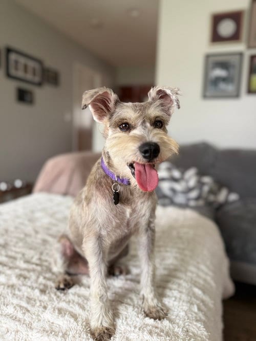 Photo of Murphy, adoptable Schnauzer in Menifee, California