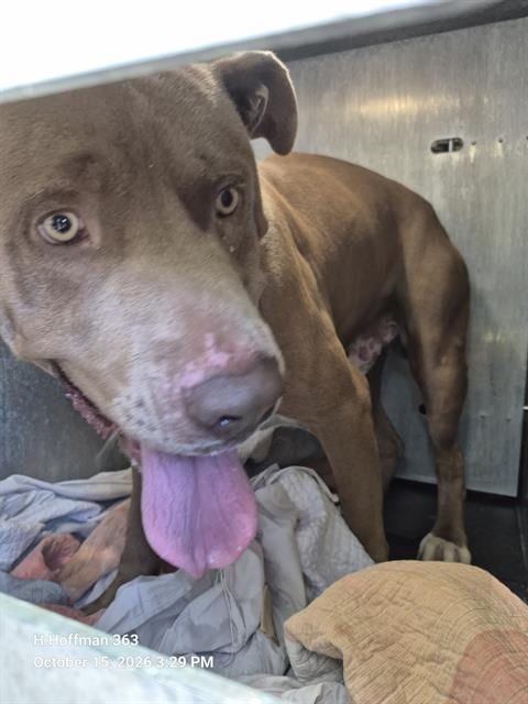 Photo of Dakota, adoptable American Staffordshire Terrier in San Antonio, Texas