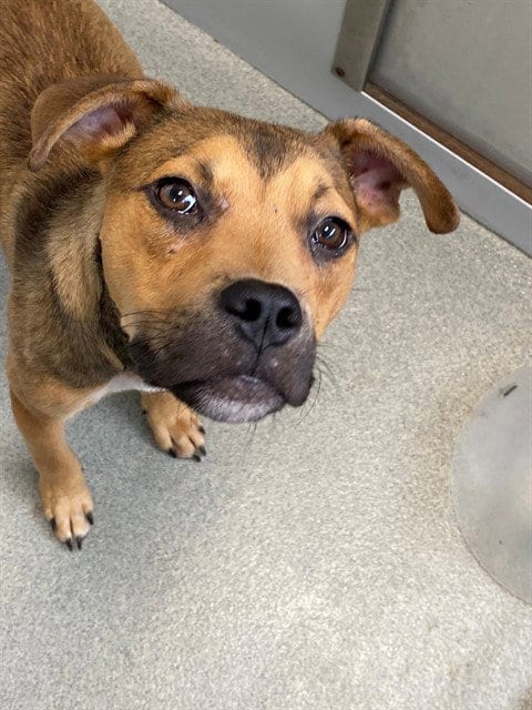 Photo of Peanut, adoptable Pit Bull Terrier in Fayetteville, North Carolina