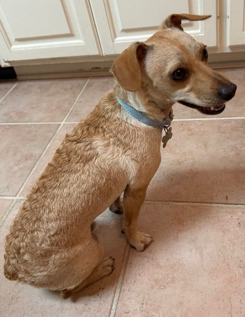 Photo of Petey Justice, adoptable Dachshund in Friendswood, Texas