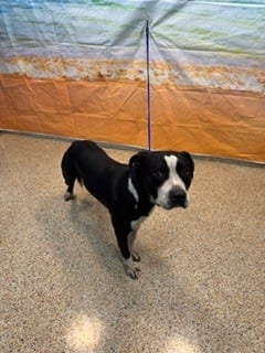 Photo of Congo, adoptable Terrier mix in Miami, Florida
