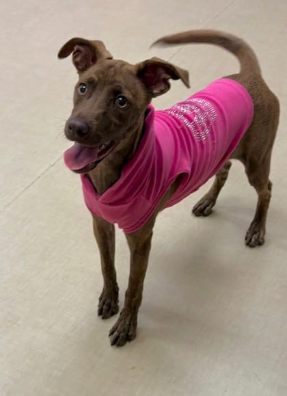 Photo of Juicy, adoptable dog in Bakersfield, California