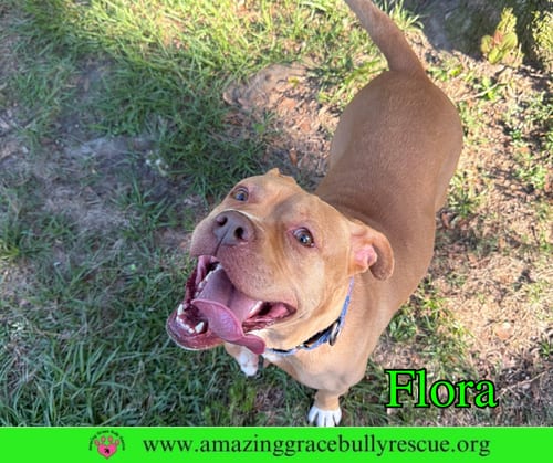 Photo of Flora, adoptable American Pit Bull Terrier in Milton, Florida