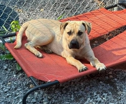 Photo of Socrates (1yo, 46lbs), adoptable Labrador Retriever in Hinton, West Virginia