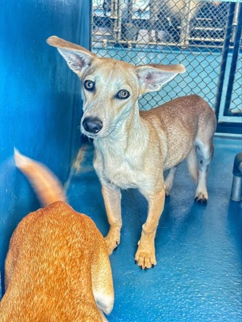 Photo of Jace, adoptable Dachshund in Bakersfield, California