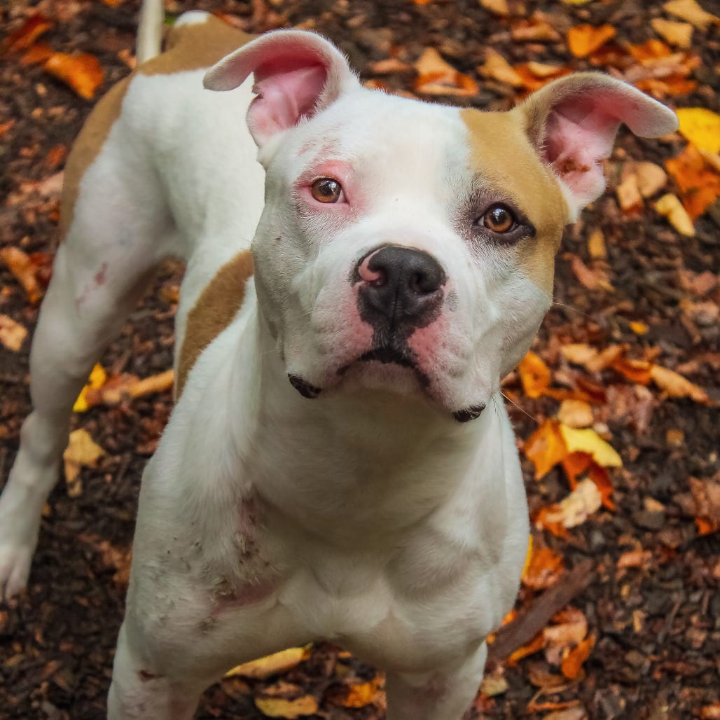 Photo of Spooks 102, adoptable Terrier, Pit Bull in Canastota, New York