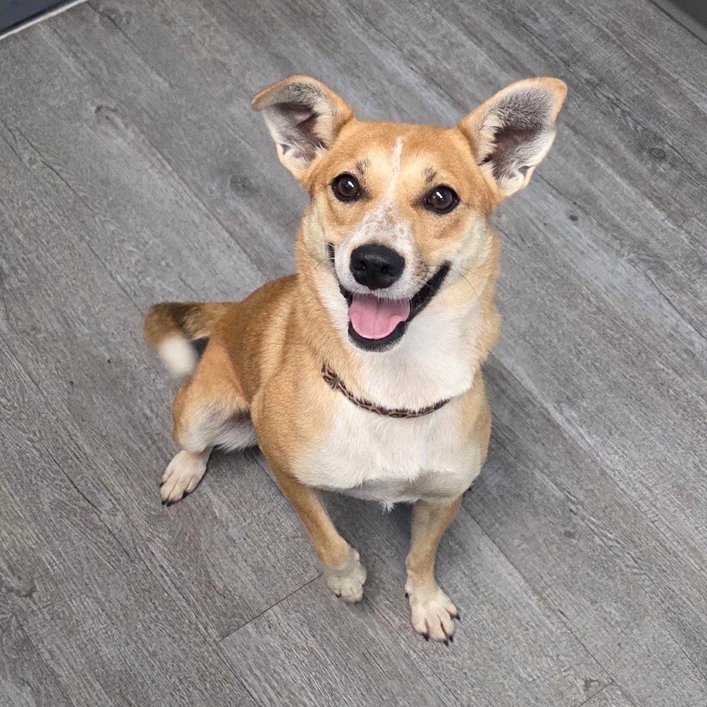 Photo of Crimson, adoptable Cattle Dog, Australian (Red Heeler) / Mixed Breed (Small)