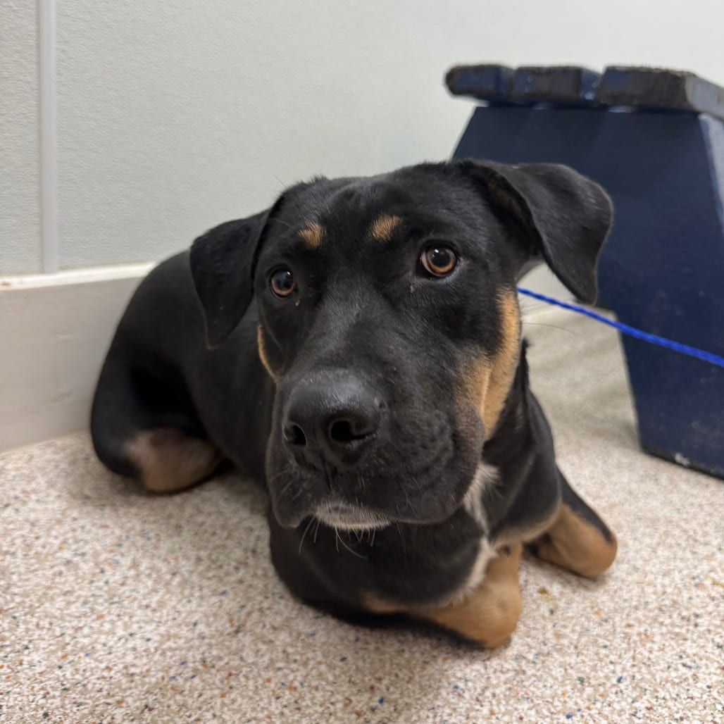 Photo of Twin, adoptable Rottweiler / Mix in Houston, Texas